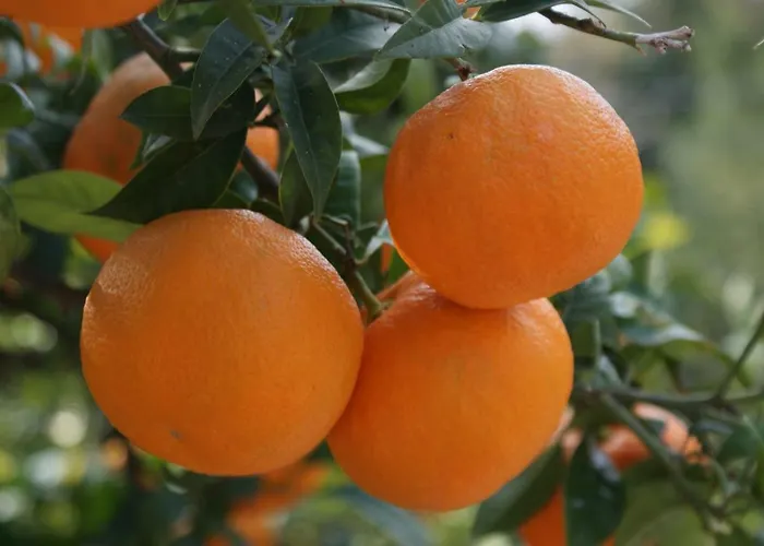 Three Oranges