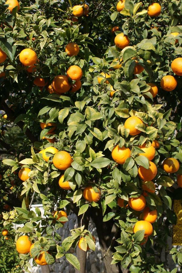 Three Oranges Trsteno