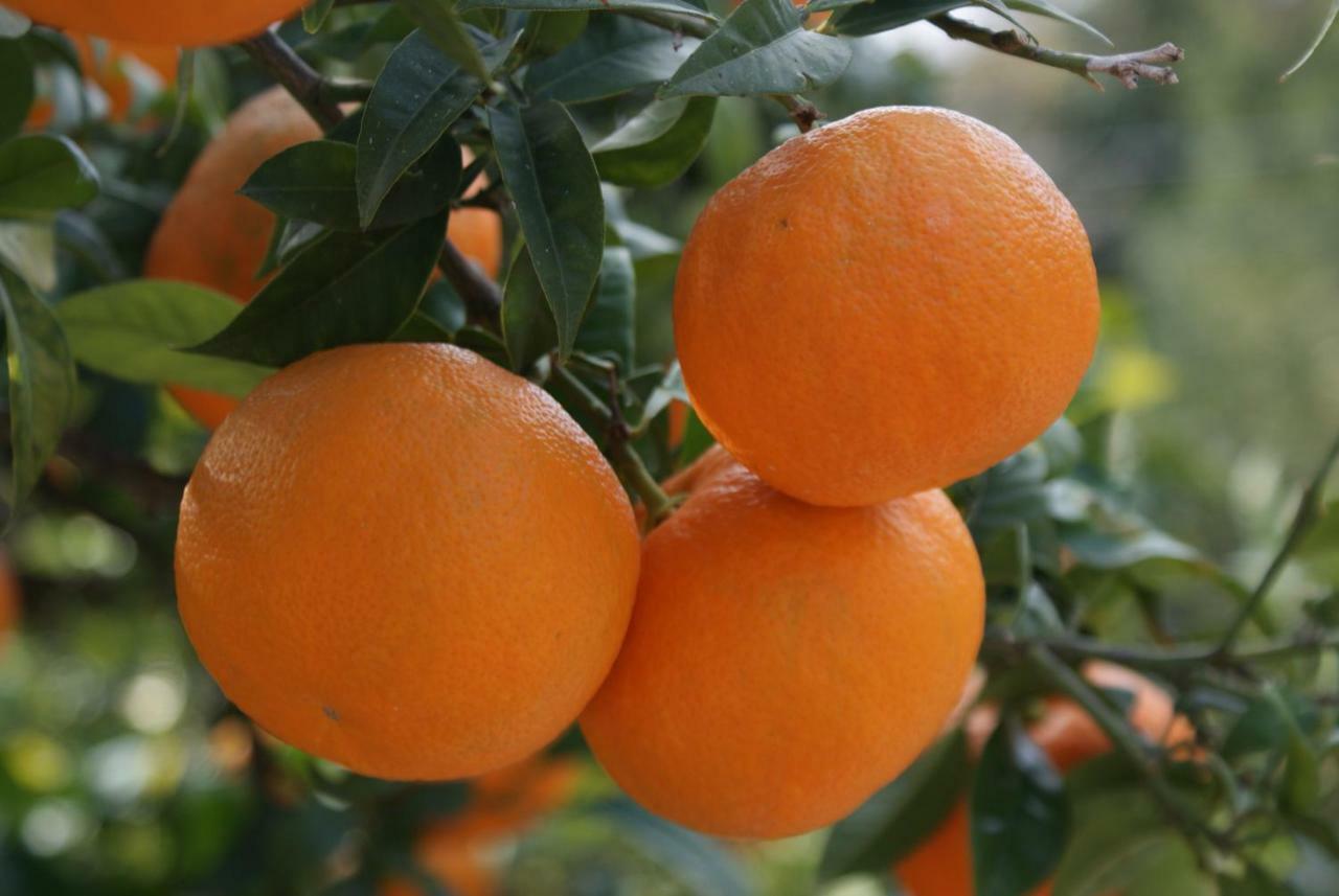 Three Oranges Apartmán
